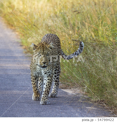 Leopard in Kruger National park, South Africa 54799422