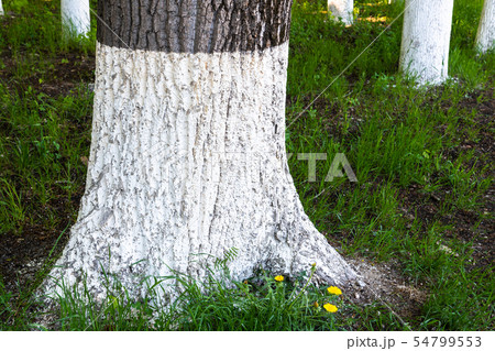 Tree trunks treated with an insect lime 54799553