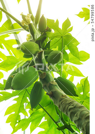 Papaya Fruits and flower of Papaya tree , Nature fresh green papaya on tree with fruits. 54799586