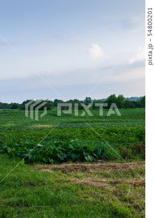 Garden beds at dawn 54800201