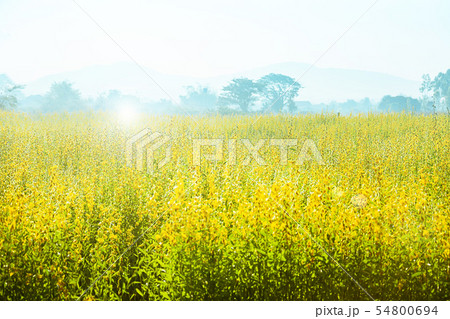 Sunn Hemp Flowers Swinging In The Wind, Abstract Sunn Hemp Flowers Swinging In The Wind, Abstract 54800694