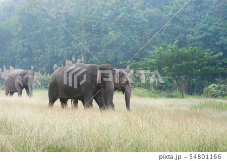 Asian elephant walking on dirt grassy path during 54801166