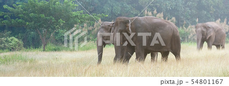 Asian elephant walking on dirt grassy path during 54801167