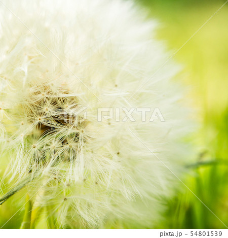closeup view of dandelion on green background closeup view of dandelion on green background 54801539