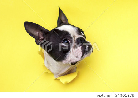 Dog breed Boston Terrier. 54801879