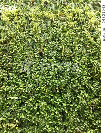 vertical gardening, home plants in the interior 54801948