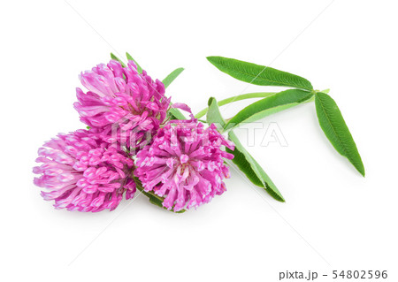 Clover or trefoil flower medicinal herbs isolated on white background Clover or trefoil flower medicinal herbs isolated on white background 54802596