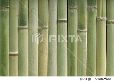 竹 竹 54802988