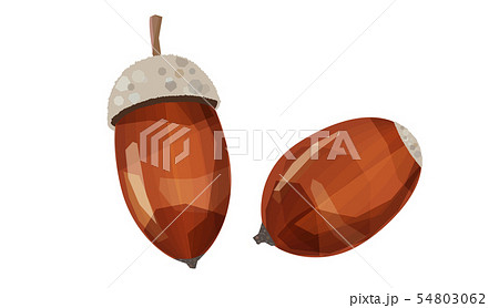 どんぐり どんぐり 54803062