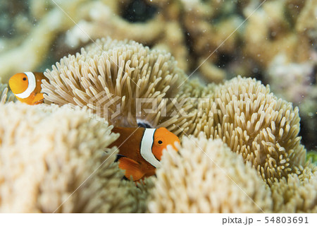 カクレクマノミと白化イソギンチャク カクレクマノミと白化イソギンチャク 54803691