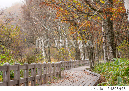 栃木県日光市 奥日光 小田代原 (10月) 栃木県日光市 奥日光 小田代原 (10月) 54803963