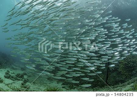 イワシの幼魚 イワシの幼魚 54804235