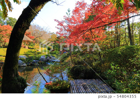 京都　退蔵院 54804355