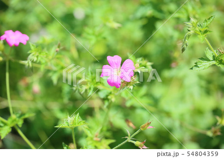 ゲラニュウムの花 グラリッジドリュース ゲラニュウムの花 グラリッジドリュース 54804359