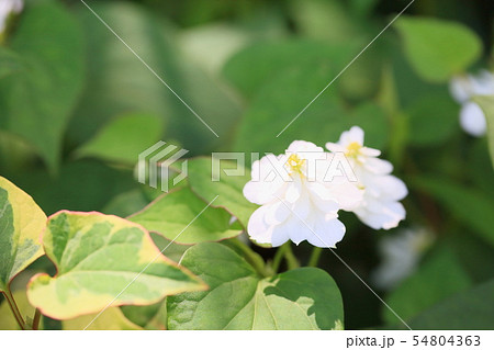 八重咲ドクダミの花 八重咲ドクダミの花 54804363