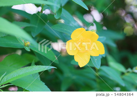 キンシバイの花 キンシバイの花 54804364