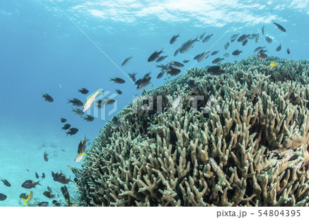 ノコギリダイ ノコギリダイ 54804395