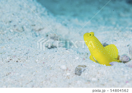 ギンガハゼ 54804562