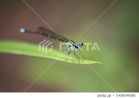 モノサシトンボ 54804686