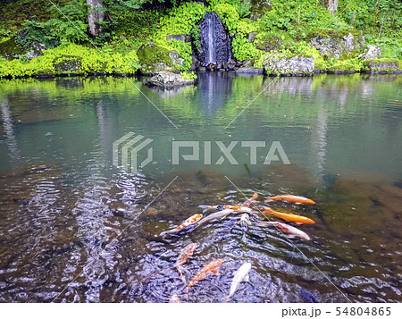 池の鯉と青龍の滝 54804865