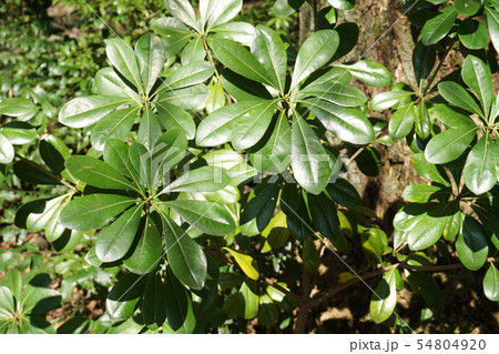 トベラノキ 54804920