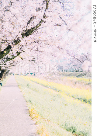 豊川 佐奈川 桜 菜の花 豊川 佐奈川 桜 菜の花 54805073