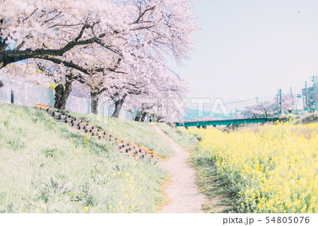 豊川 佐奈川 桜 菜の花 豊川 佐奈川 桜 菜の花 54805076