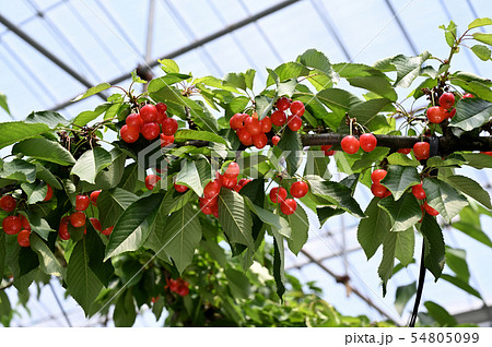 サクランボ狩り 54805099