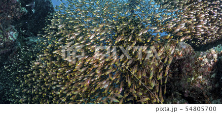 キンメモドキの群れ キンメモドキの群れ 54805700