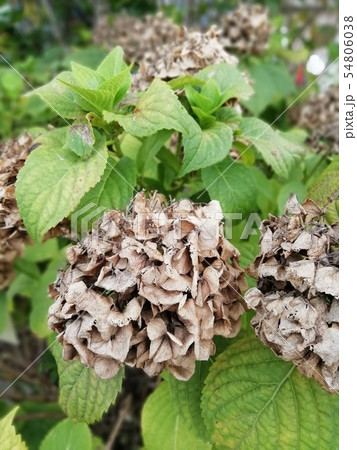 あ爺さい 54806038