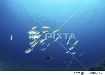 ノコギリダイ 54806117