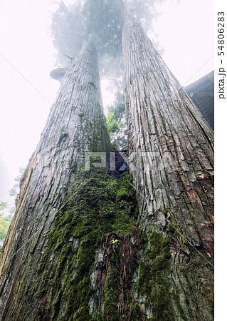 矢立杉（縦）１ 54806283