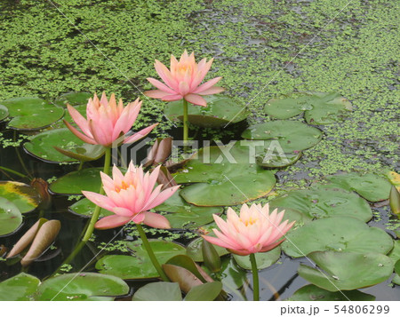 水連の花　福井県 南越前町　花はす公園 54806299