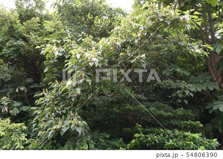 アカメガシワの花 54806390