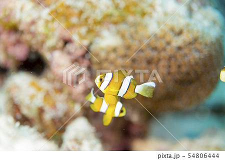 クマノミ幼魚の写真素材