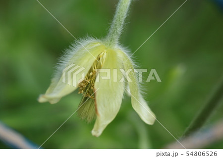 セイヨウオキナグサ (西洋翁草) セイヨウオキナグサ (西洋翁草) 54806526