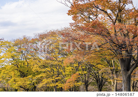 背景素材　日本の四季　紅葉 54806587