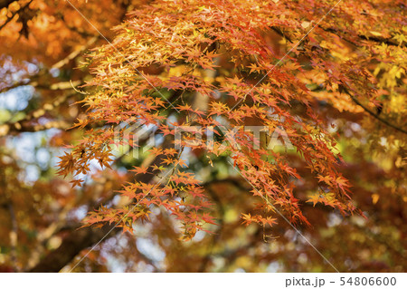 背景素材　日本の四季　紅葉 54806600