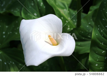 5月 見頃になった白いカラーの花の写真素材