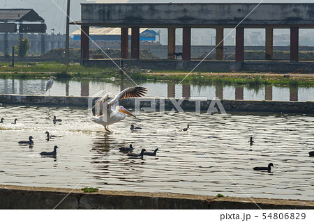 Migratory Pelican Birds and Black Ducks on Lake 54806829