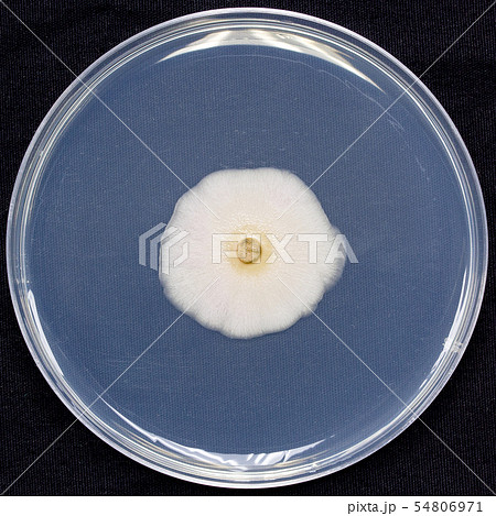 Aureobasidium アウレオバジディウム オーレオバジディウム 培地 子嚢菌 10日培養 Aureobasidium アウレオバジディウム オーレオバジディウム 培地 子嚢菌 10日培養 54806971