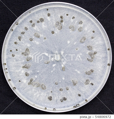 Botrytis Cinerea 灰色かび病菌 灰色カビ病菌 コロニー 培地 子嚢菌 10日培養の写真素材