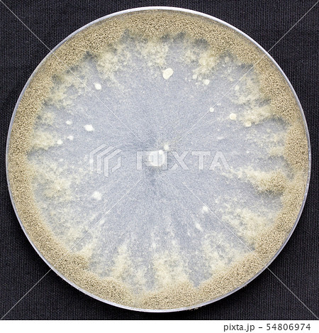 Botrytis cinerea 灰色かび病菌 灰色カビ病菌 コロニー 培地 子嚢菌 10日培養 Botrytis cinerea 灰色かび病菌 灰色カビ病菌 コロニー 培地 子嚢菌 10日培養 54806974