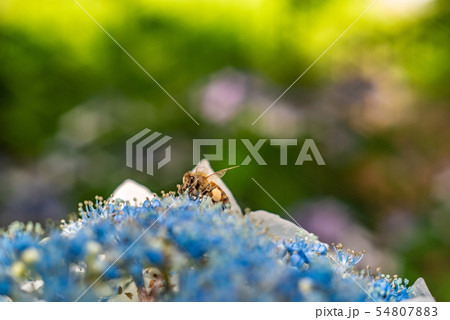 紫陽花と蜜蜂 54807883