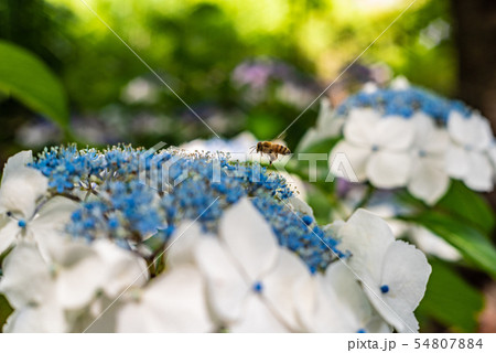 アジサイとミツバチ　小さな世界 54807884