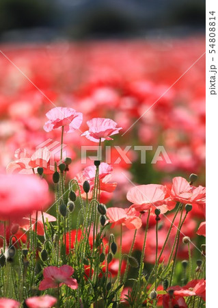 ポピー9965 54808814