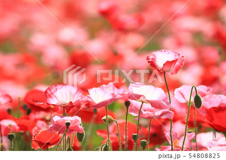 ポピー9976 54808825