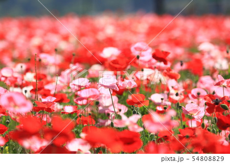 ポピー9980 54808829