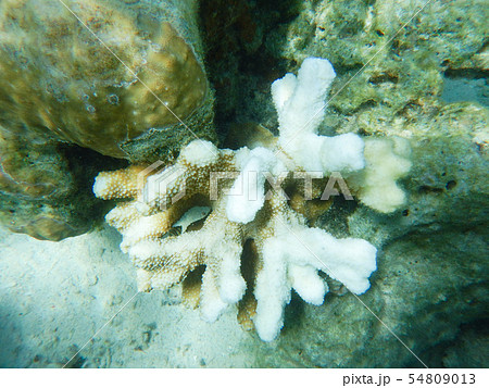 珊瑚の白化現象 54809013