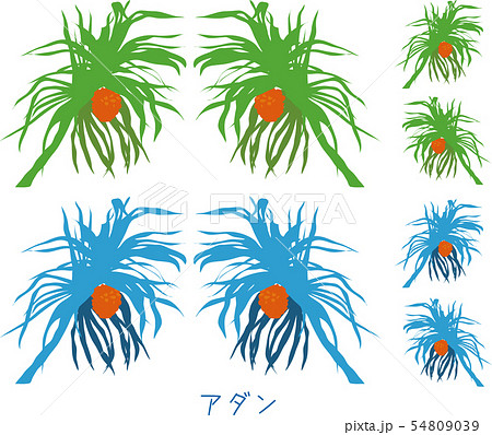 南国奄美の海辺の植物アダン 南国奄美の海辺の植物アダン 54809039